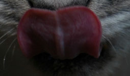 猫の舌画像