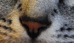 猫の鼻画像