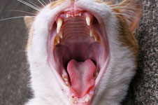 猫の歯画像